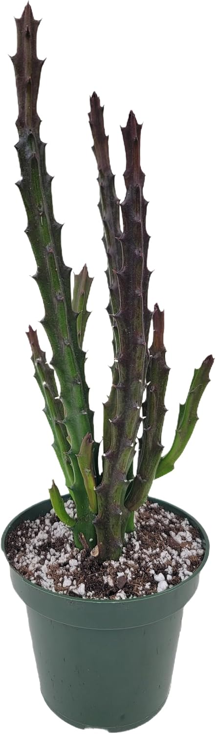 Lifesaver Plant with Purple Flowers - Live Plant in Pot - Stapelia Mutabilis - Beautiful Indoor Outdoor Cacti Succulent Houseplant with Exotic Blooms (3 Plants, in a 4.5" Pot)