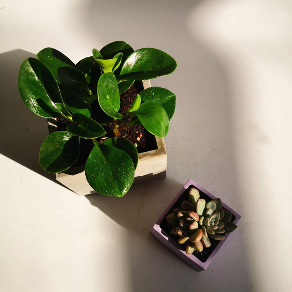 Gran molde de silicona para maceta de flores, plantas suculentas, hormigón, yeso, cemento y arcilla