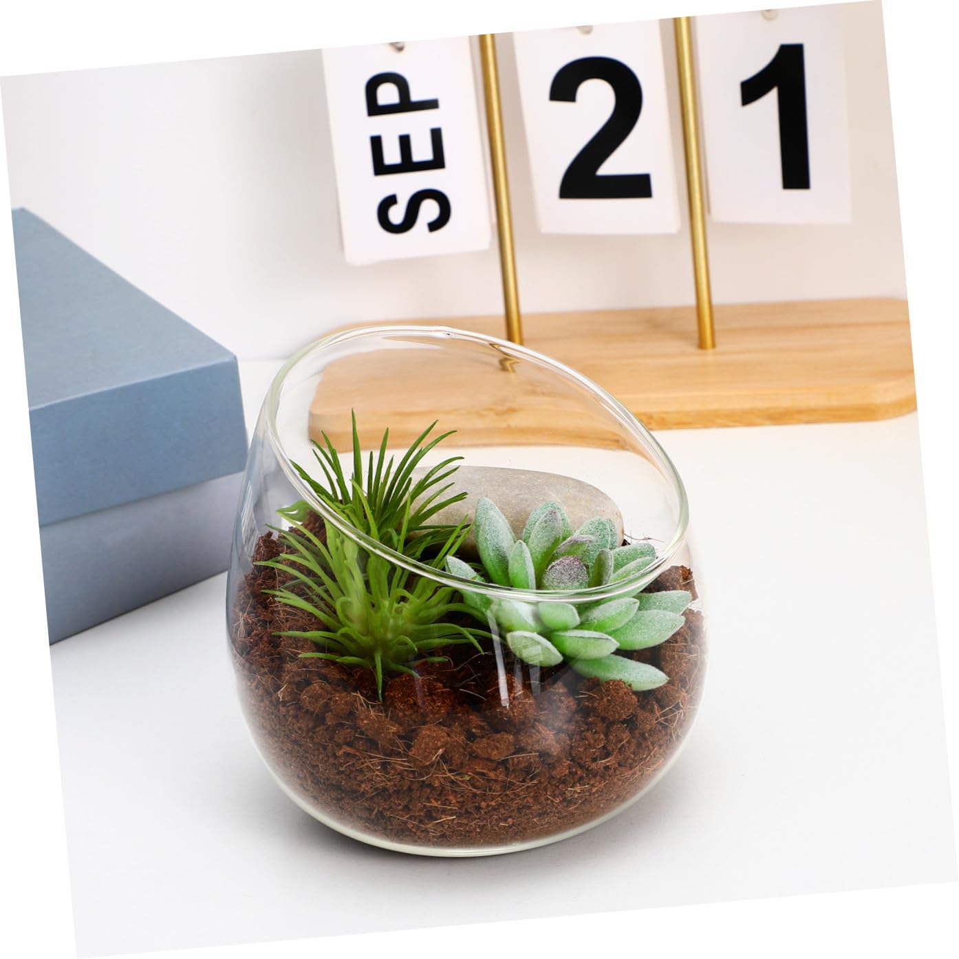Terrario de Vidrio con Boca Inclinada para Plantas y Musgo, Maceta Decorativa Versátil y Elegante para Interiores y Centros de Mesa