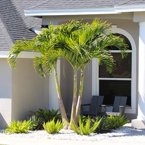 Brighter Blooms Christmas Palm 3 Gallon