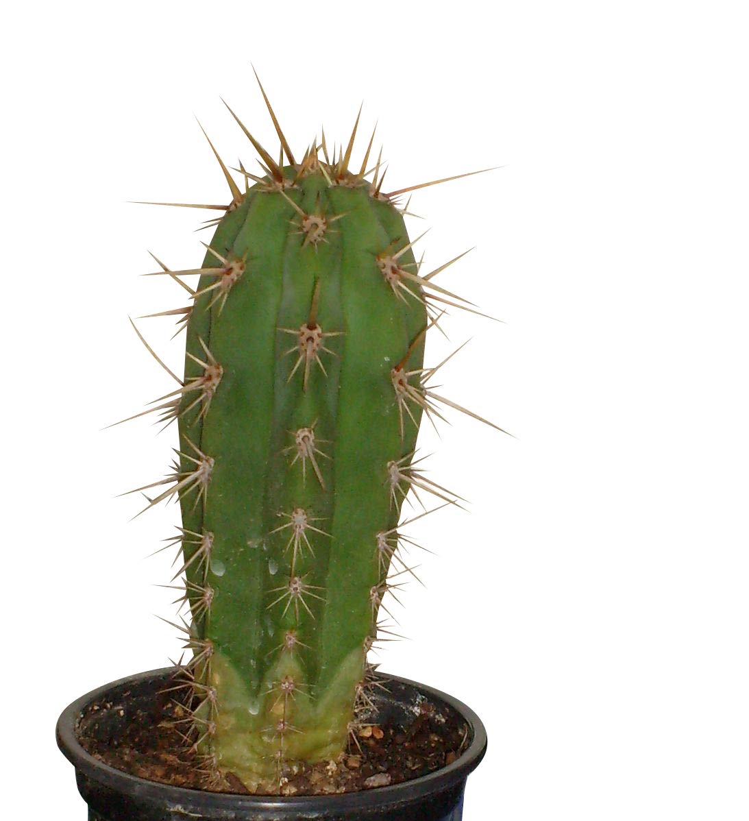Trichocereus pachanoi 50 Samen - San Pedro Kakteen Kaktus (Mit  Anzuchtanleitung) : Amazon.de: Garten