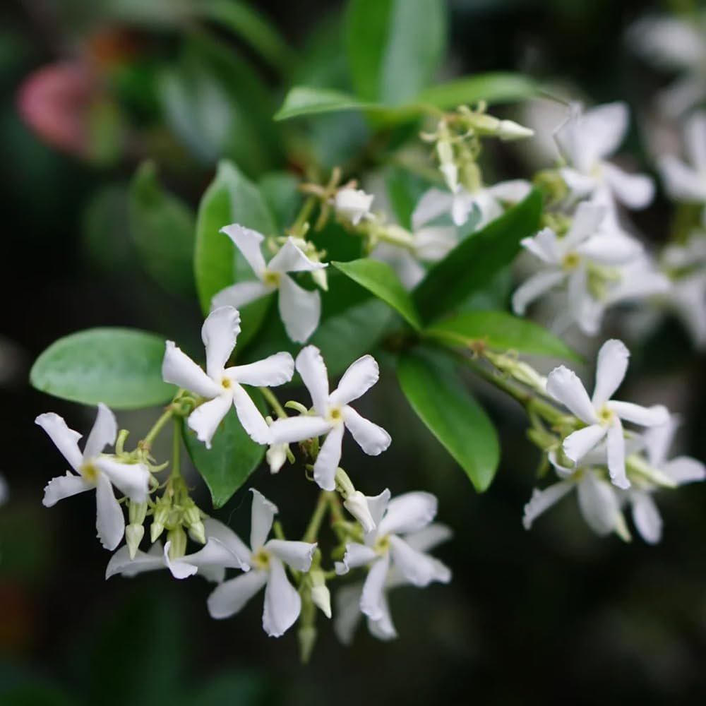 Semillas de jazmín estrella - las trepadoras son resistentes Trachelospermum jasminoides - balcón de semillasde jardín 50pcs