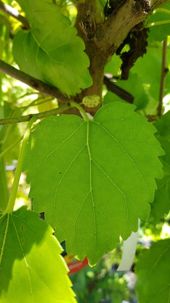 Morus alba/Mûrier blanc/Conteneur de 3 à 4 litres/Arbuste Fruitier