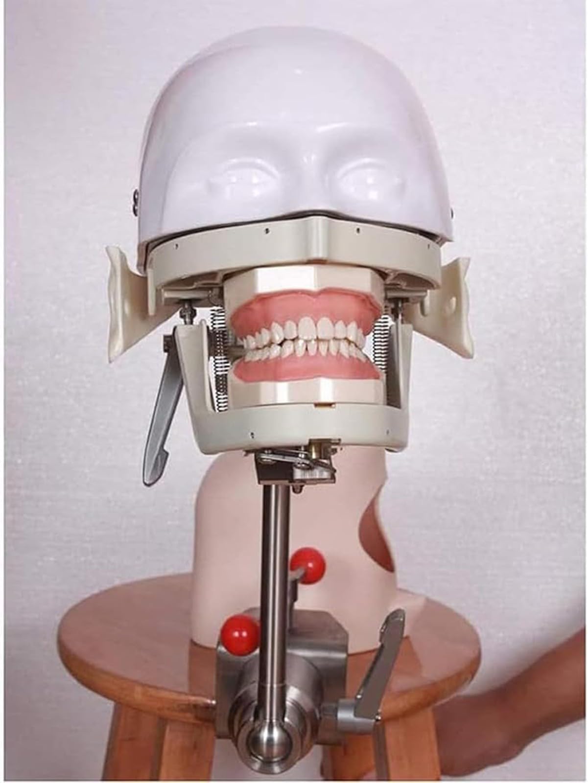 Simulatore dentale con testa di manichino a grandezza naturale con modello di denti per formazione di dentisti e assistenti dentali A
