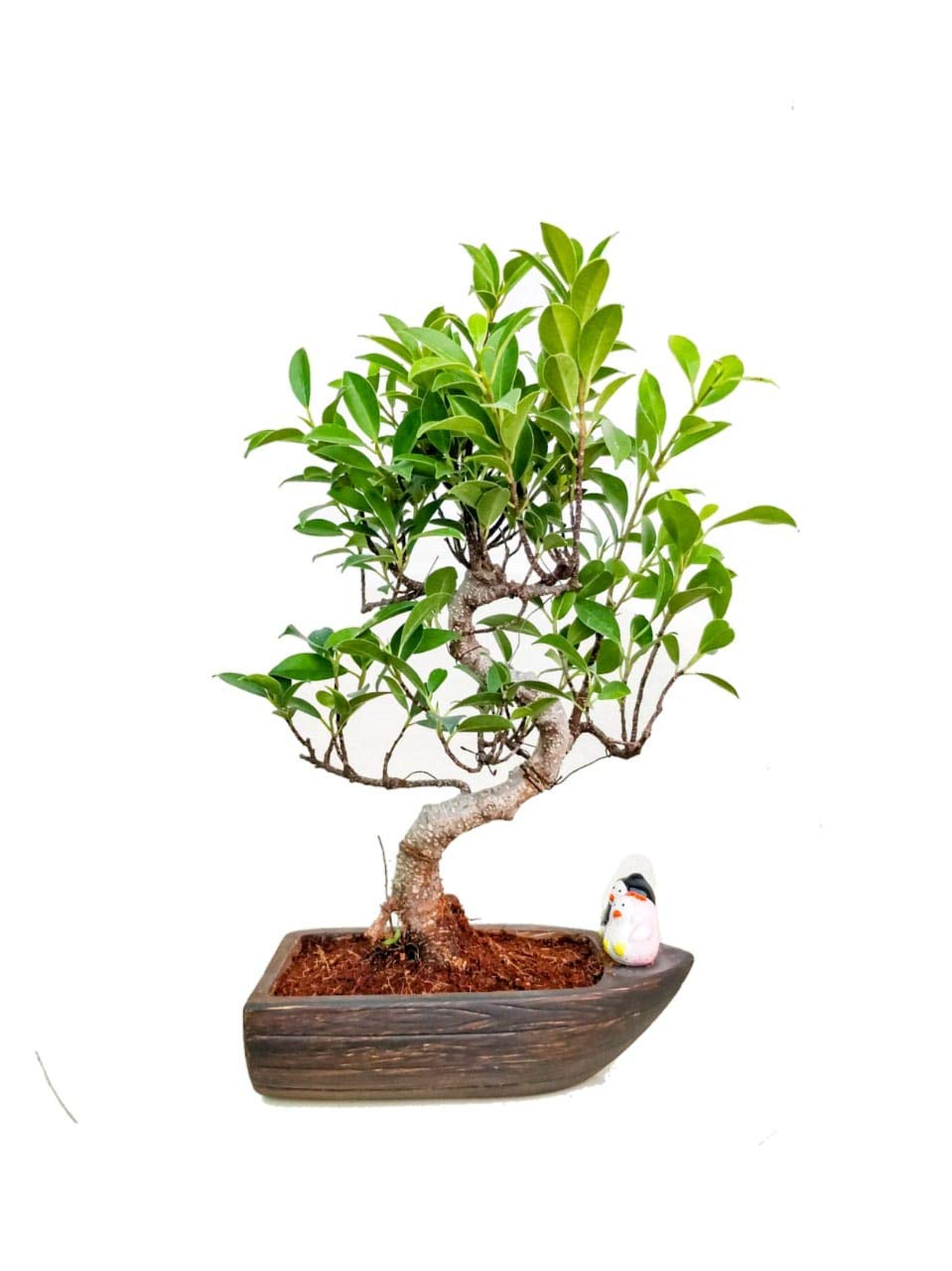 Green Paradise® S Shape Live Ficus Bonsai Plant-image-47