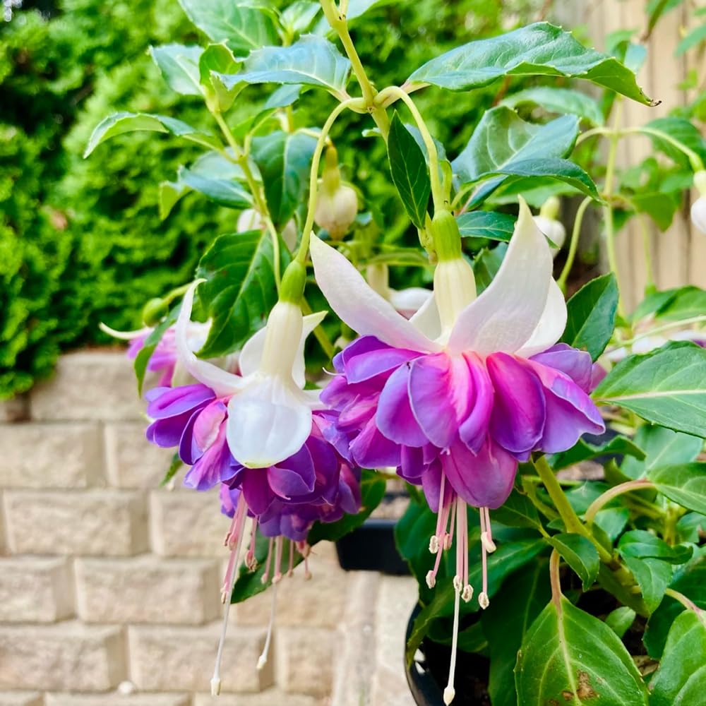 300 Pcs Fuchsia Seeds, Lantern Flowers Cold-Resistant Garden