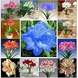 100pcs Mixed Amaryllis Flower Seeds Generic