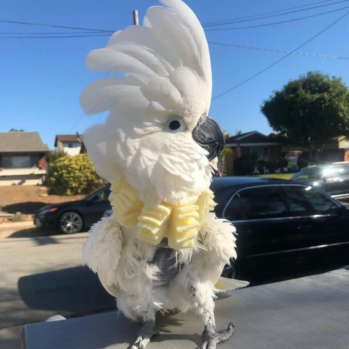 Soft Bird Neck Collar for Umbrella Cockatoo & Yellow-Crested Cockatoo Parrots