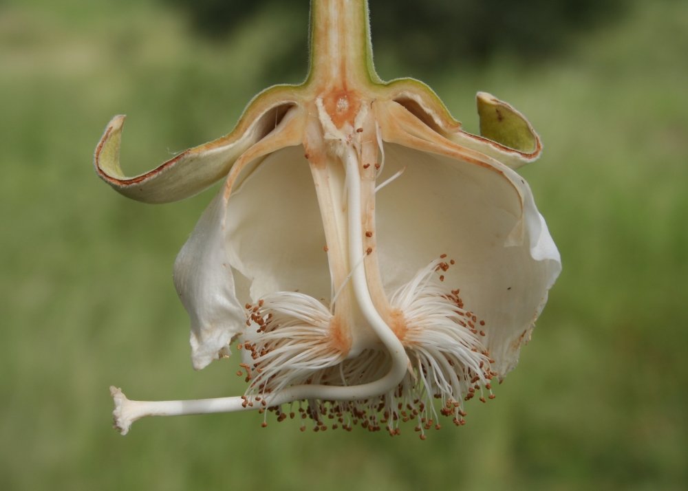 SAFLAX - Afrykańskie Drzewo Baobabu - 6 Nasiona - Adansonia digitata
