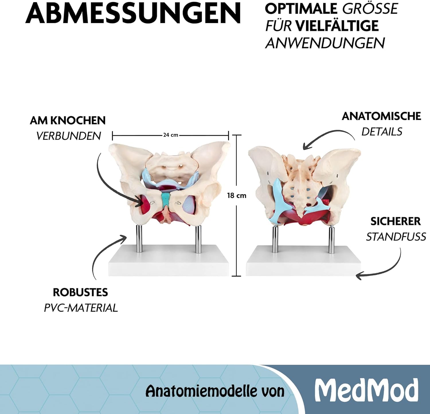 Anatomie Modell weiblicher Beckenboden Lebensgroß weibliches Becken | Becken mit Muskeln für Schule, Studium und Anatomie-Training, Lehrmodell