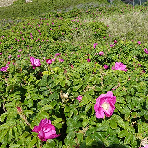 Hagebutte Syltrose Apfelrose Rosa rugosa Dünenrose pflegeleicht undurchdringlich Heckenpflanze Insektennährgehölz Vogelnährgehölz (Im 3 Liter Topf 30-40cm)