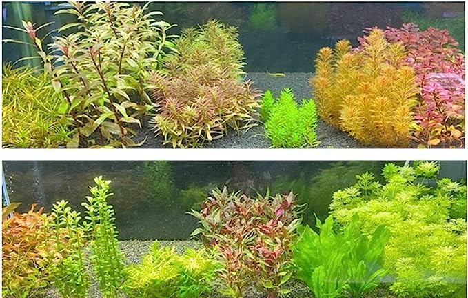 Amazon.co.jp: （水草）赤系水草 置くだけ簡単 マルチリング