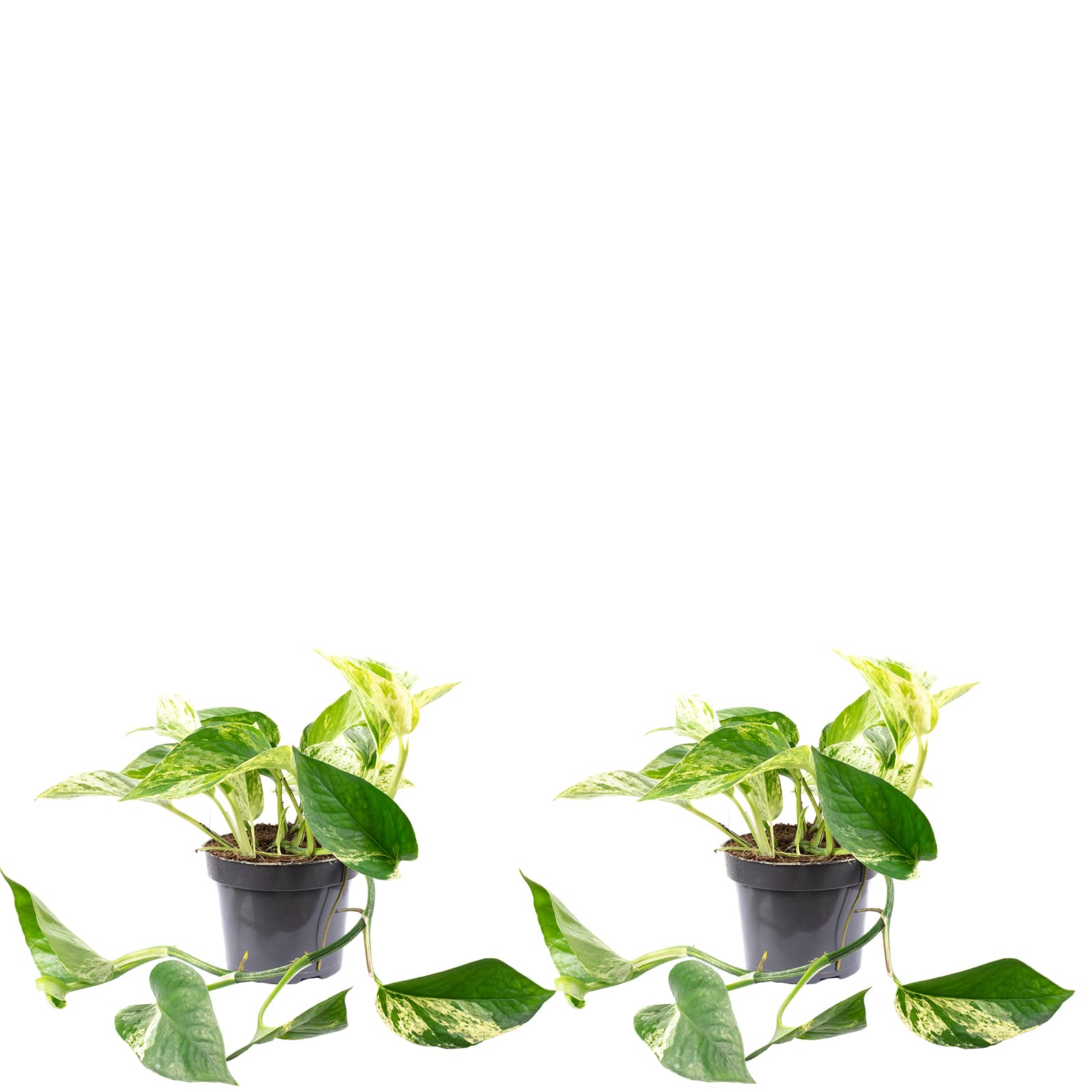 geigenfeige 200 cm Ficus Lyrata Baum XXL, 200 cm, Geigenfeige, Große Blätter —  meinpflanzenshop.de main image 0