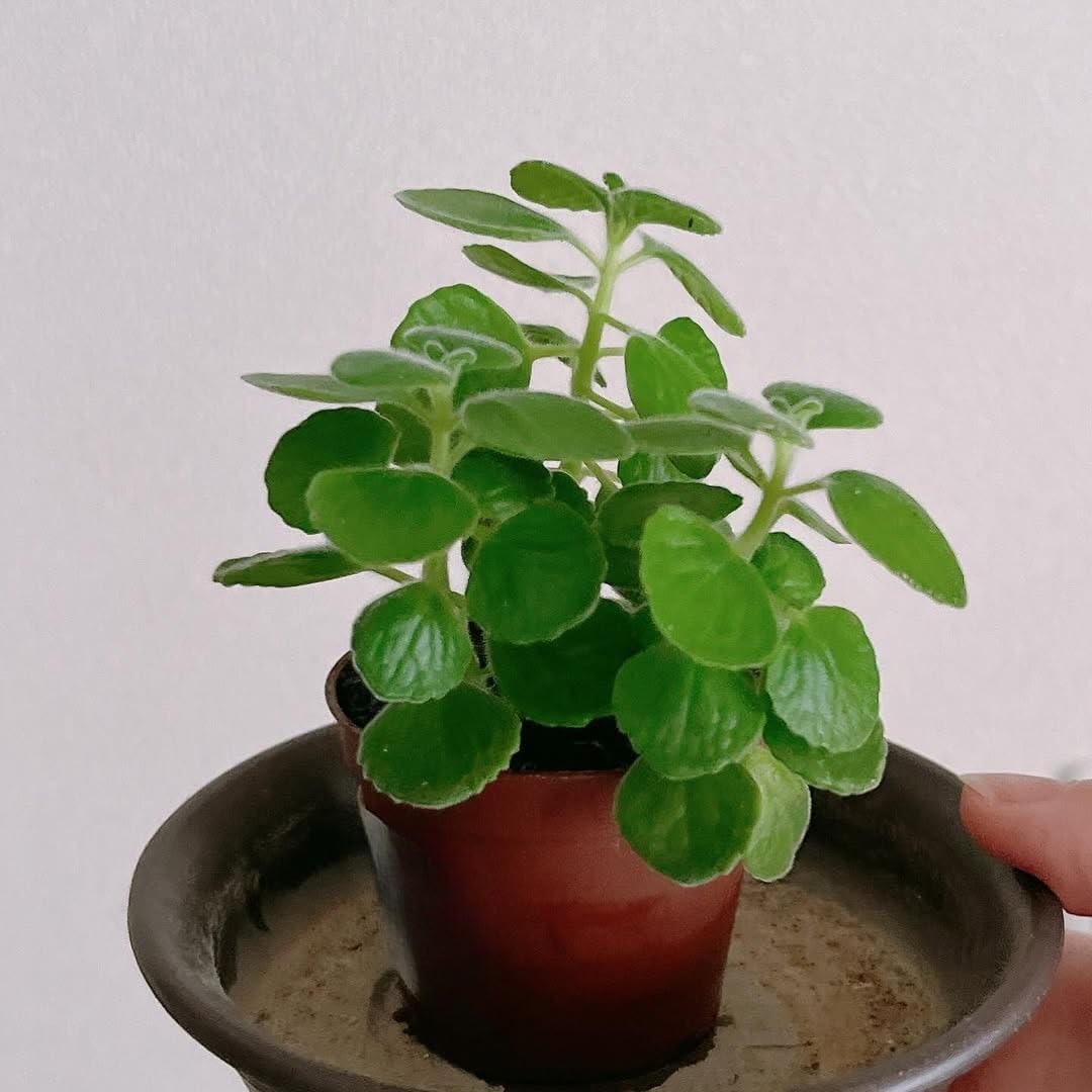 Cuban Oregano Plants Live, 4 to 6 Inc Long, 4 Well Rooted
