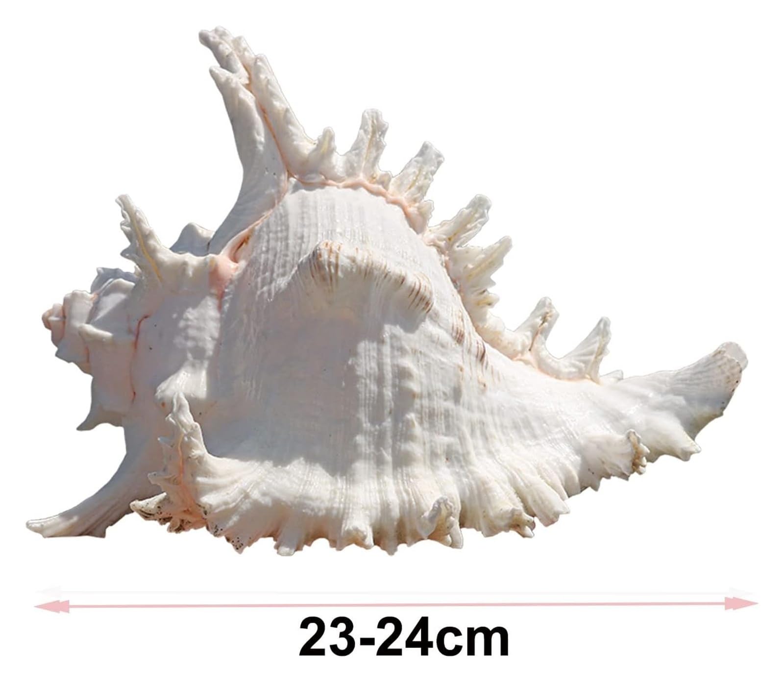 Große Muscheln, z. B. Schneckenmuscheln – Muscheldekoration for den Tisch, Riesenmuscheln for Zuhause, Aquarium, 21 bis 22 cm(23to24cm)