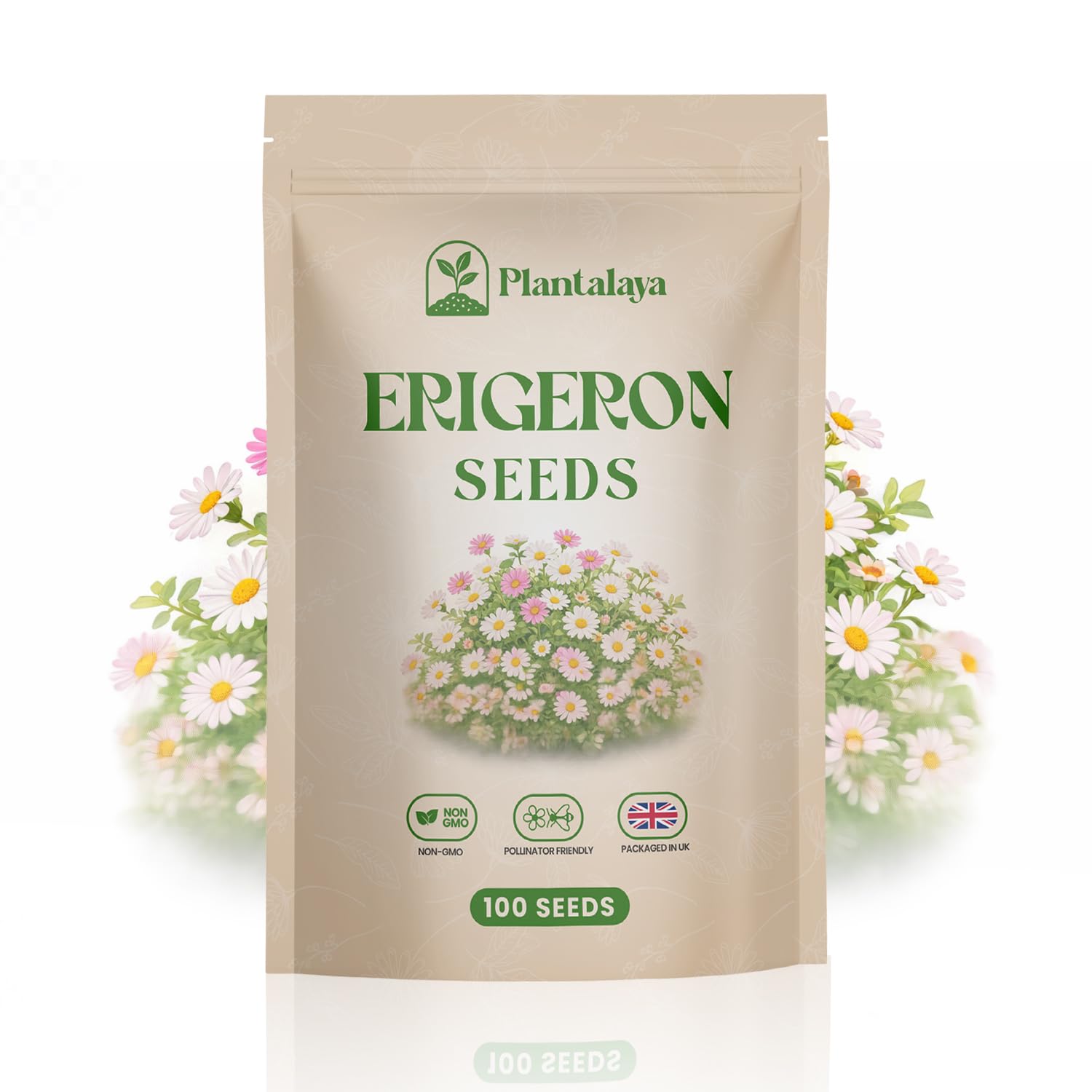 Erigeron Karvinskianus ‘Profusion’ Seeds – Mexican Fleabane Hardy Perennial – Easy Grow, Long Flowering Garden Daisy Seeds