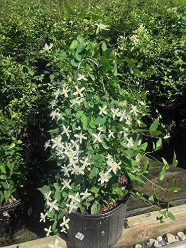 Clematis paniculata (Sweet Autumn Clematis) Perennial, white flowers, 8`` - Size Container Clematis paniculata (Sweet Autumn Clematis) Perennial, white flowers, 8`` - Size Container
