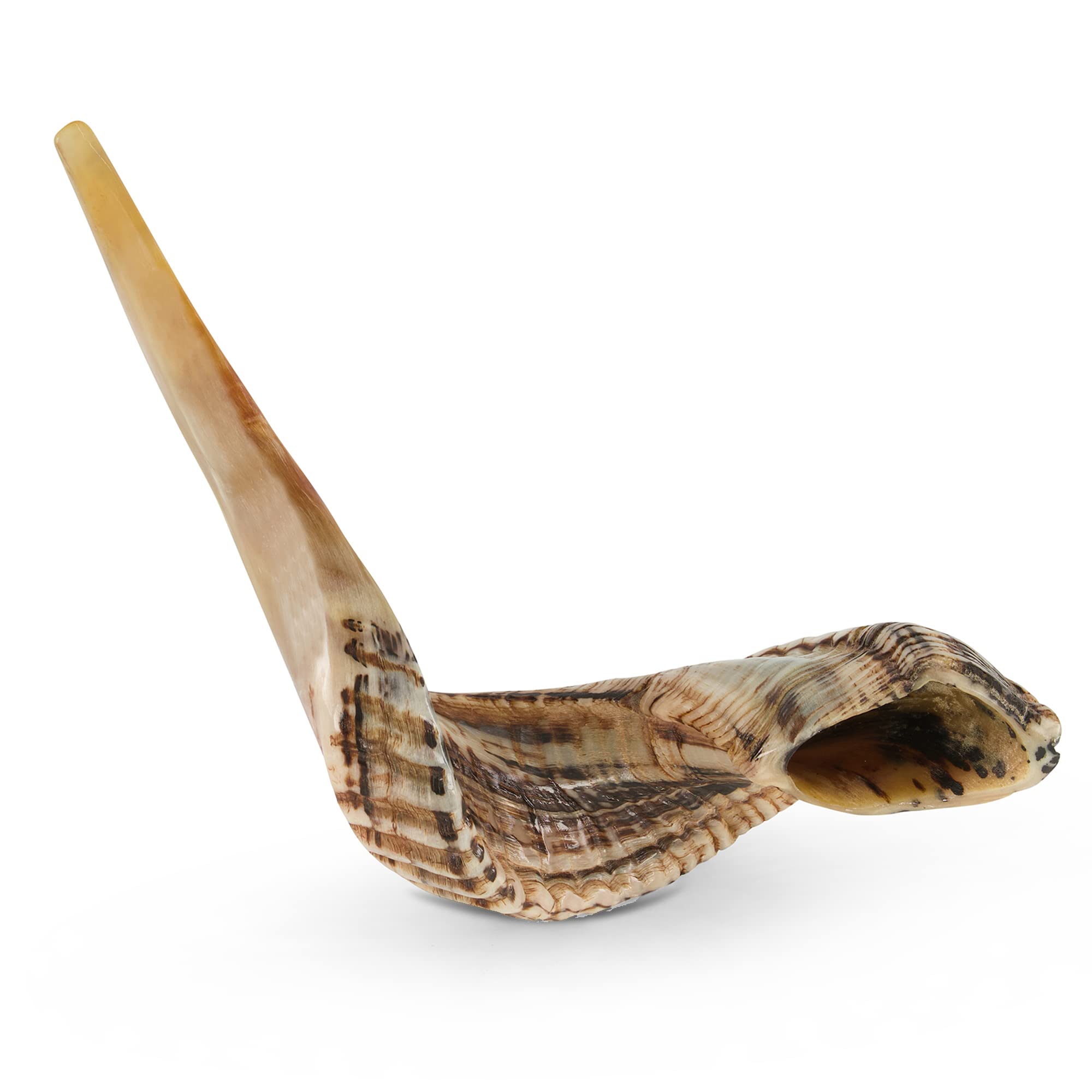 YOMTOV-SHALOM | Ram Shofar's zum Verkauf | Koscher aus Israel | Shofar Kings | Original Shofar Factory (13-15)