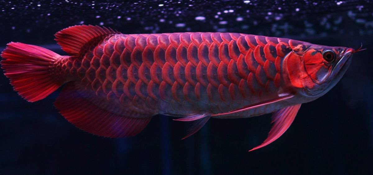 finnex monster ray 48