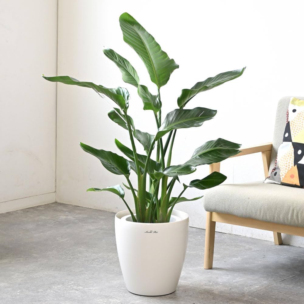 Amazon|観葉植物 本物 ストレリチア・オーガスタ8号 【ラスター Amazon|観葉植物 本物 ストレリチア・オーガスタ8号 【ラスター