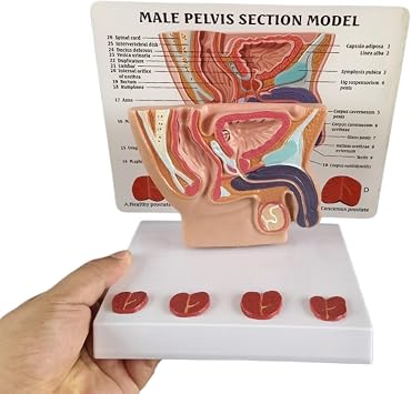 Karın Mesane Modeli - İnsan Organı Anatomik Modeli İnsan Karın Boşluğu Modeli, Mesane ve Prostat - Çalışma, Öğretim, Sunum, Erkek için