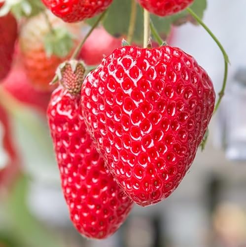 いちご食べくらべBOX いちこいちご A-D35