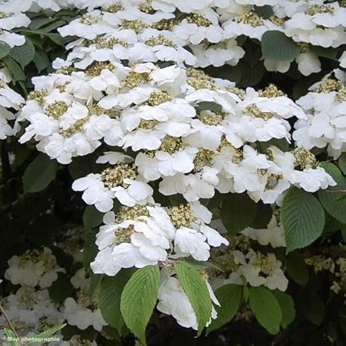 Generic - Boule de neige japonaise 'Lanarth' - Viburnum plicatum 'Lanarth' 40-60 C - 40-60_ C