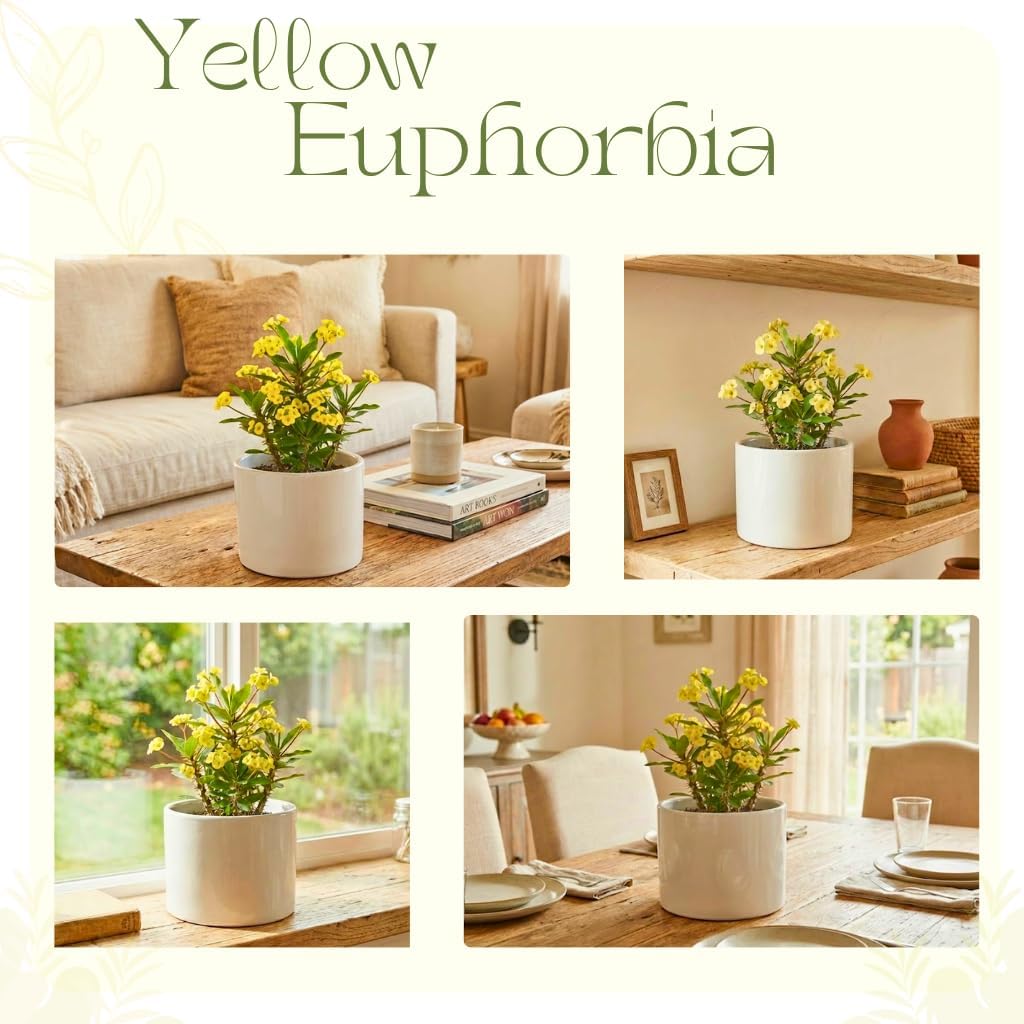 2-Plant Set Yellow Euphorbia Milii Live Plant | Crown of Thorns Houseplant | 4 to 8 Inch Tall, Easy to Grow Indoor or Outdoor Decorative Plant, Home Office, Patio Garden