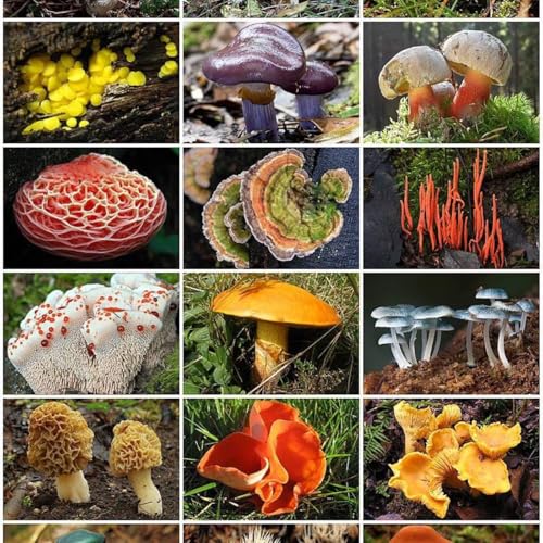 BUSCA LA RATA Y ENCONTRAR&Aacute;S... NO S&Eacute;