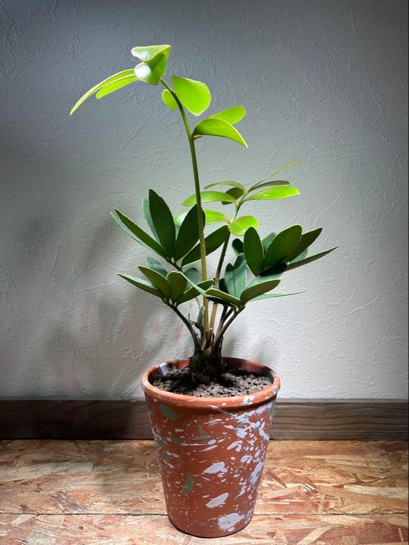 本物モンステラ デリシオーサ イエローマリリン(大株) 組織培養苗では