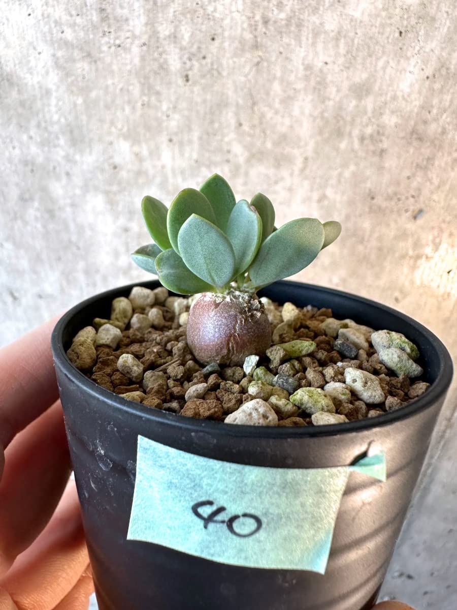 希少種　オトンナ　カカリオイデスピグマエア×カカリオイデス Amazon｜【現品限り】オトンナ・カカリオイデス ピグマエア【E40