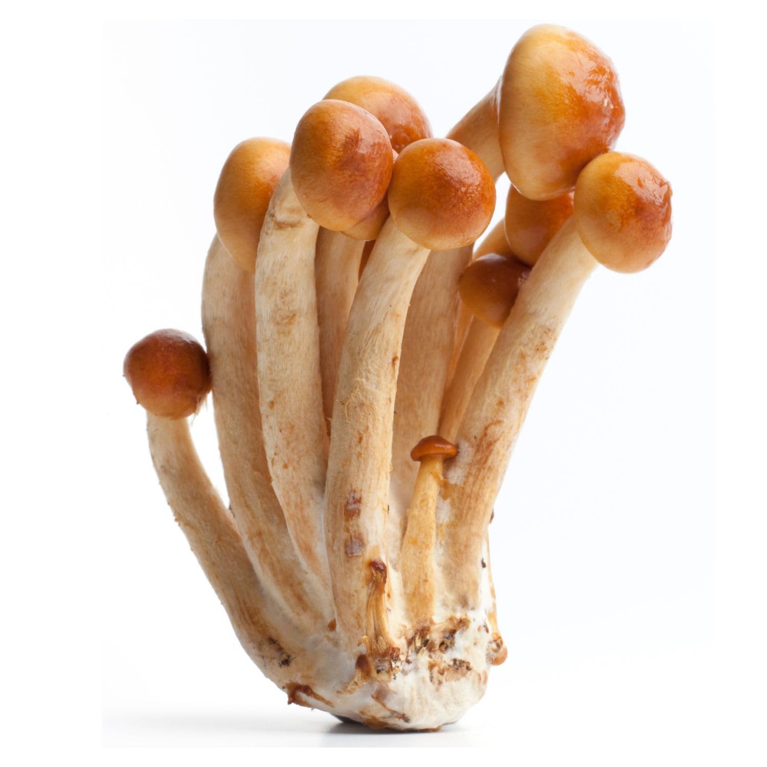 Hawlik Pilzbrut - Pholiote Nameko Kit de culture de champignons Biologique - Facile à cultiver soi-même – Kit de culture prêt a pousser pour la maison – Kit champignon à faire pousser avec mycélium