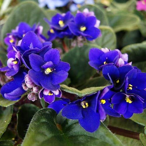 Miniatura 2 de Blue African Violets - Plantas vivas de color violeta africano, 4 en maceta, 4 a 6 pulgadas de largo