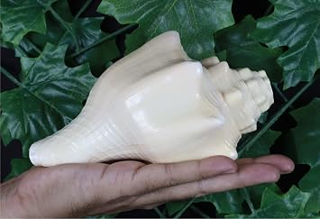 ASHIRWAD Blowing Shankh Vamavarti Dattatreya - Original Natural Color Conch Shell - Puja Ritual - Shankh - Shankhnaad… (8.5 inch)