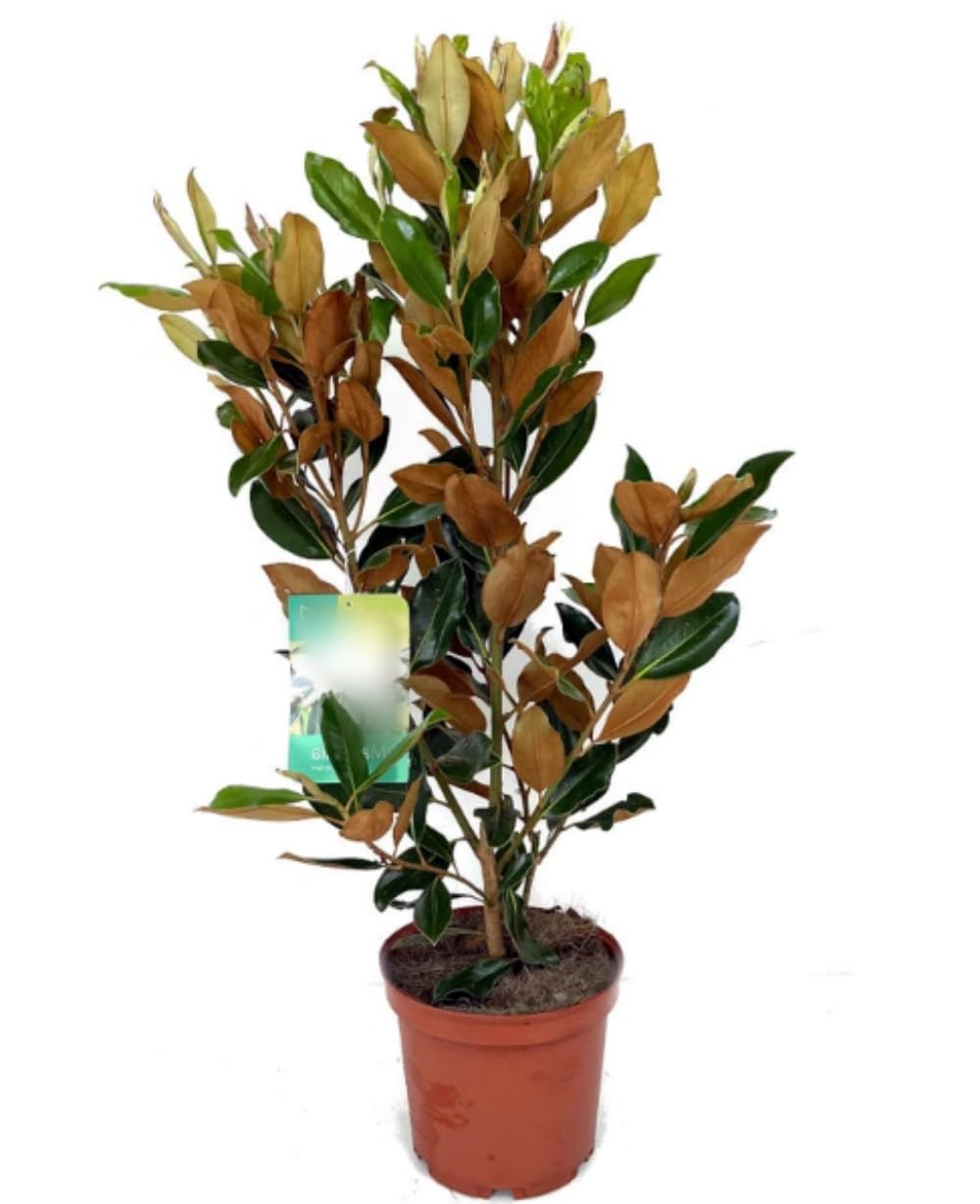 Planta natural Magnolia Grandiflora, 30-40 cm. Árbol majestuoso con flores blancas y hojas brillantes. Segura Garden.