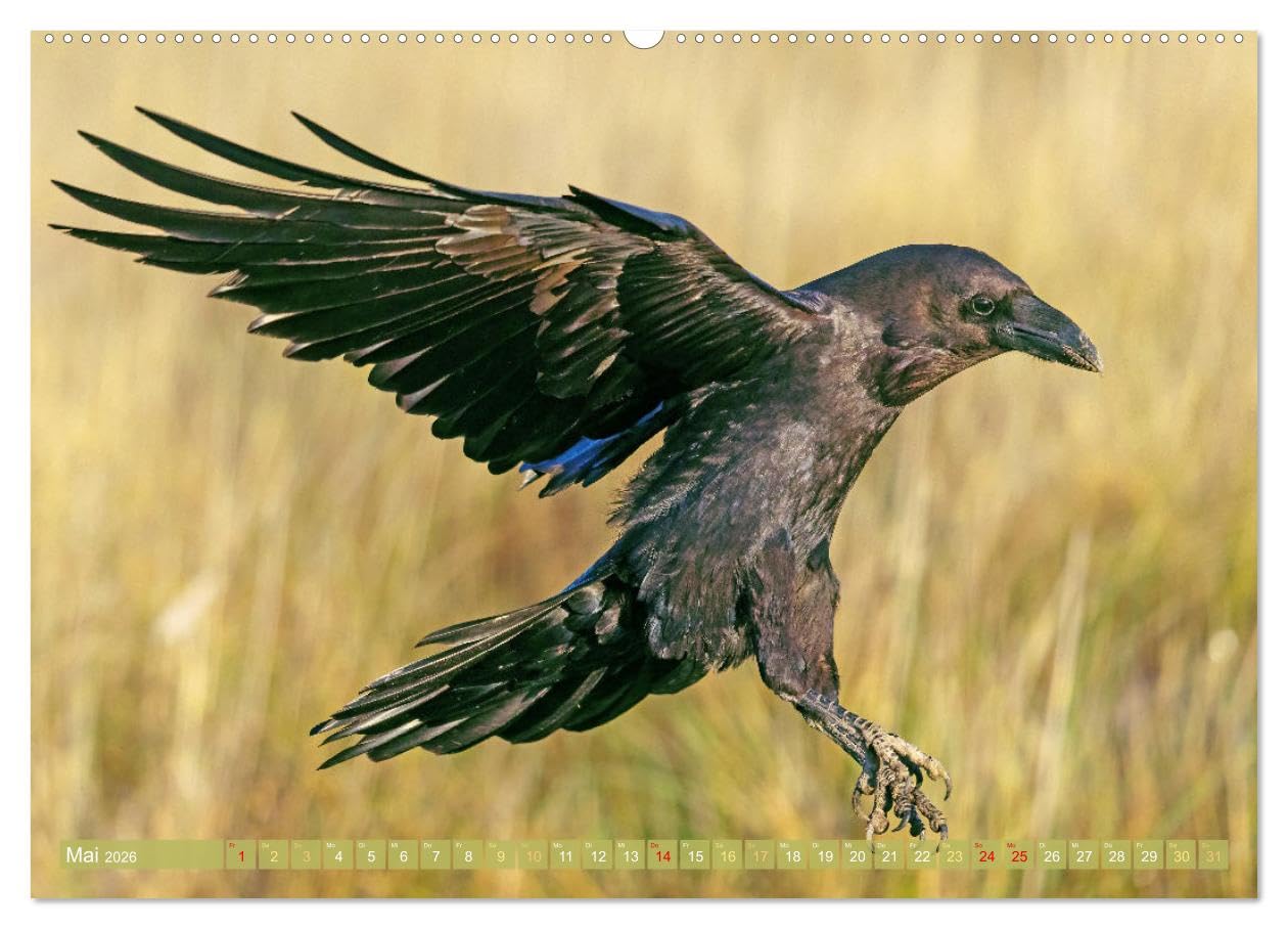 Rabenvögel: Schwarz, schlau, schön (hochwertiger Premium Wandkalender 2026 DIN A2 quer), Kunstdruck in Hochglanz: Rabe, Krähe, Elster: viel schlauer als Ihr Ruf (CALVENDO Tiere)