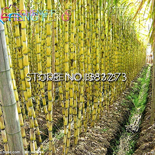300 Samen Zuckerrohr Saccharum Officinarum - Hochbeet Bonsai Zimmerpflanze  Fr Sonnige Pltze