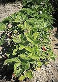 Fragaria Strawberry Alexandria Perennial Seeds