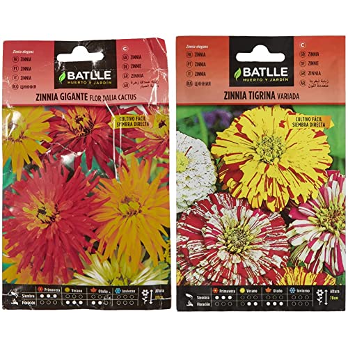 Zinnia gigante flor Dalia CACTUS & Zinnia TIGRINA variada