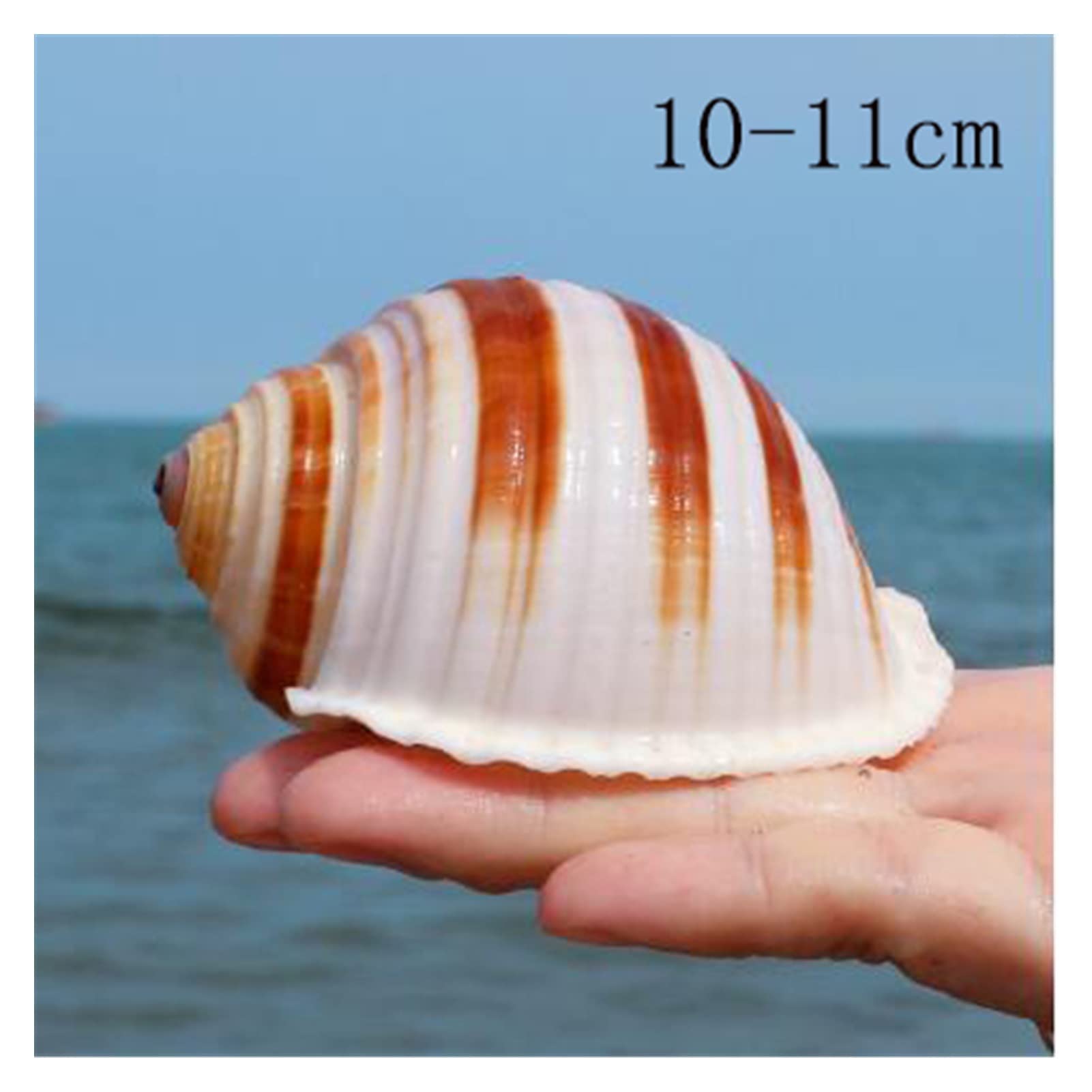 Amazon.co.jp: 12 ピース/ロット新海カタツムリ自然シェル大巻貝水槽