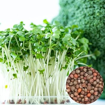 種子10袋セット　　　スルフォラファン　見分け方 楽天市場】＼マラソン限定×5％OFFクーポン／ 【栽培キット