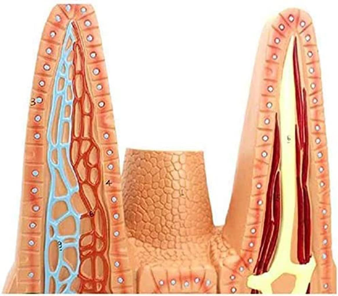 DKULMN Human Three Dimensional Model of Intestinal Villus,Extended Model of The Anatomy of The Villi of The Small Intestine,Teaching Model