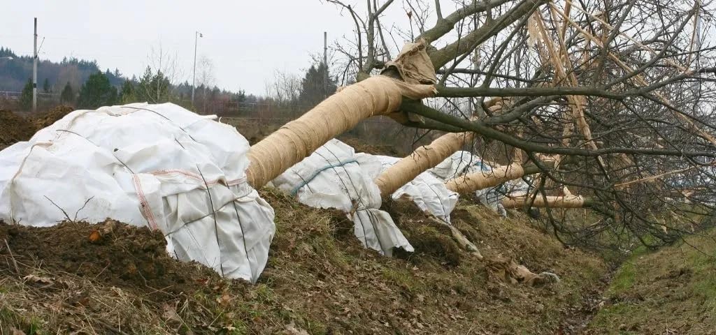 Rocky Mountain Goods Burlap Fabric Roll 3 Ft X 150 Ft - Bulk Burlap -Gardening, Tree Protection, Weeds Barrier, Hay, Crafts Bees - Biodegradable