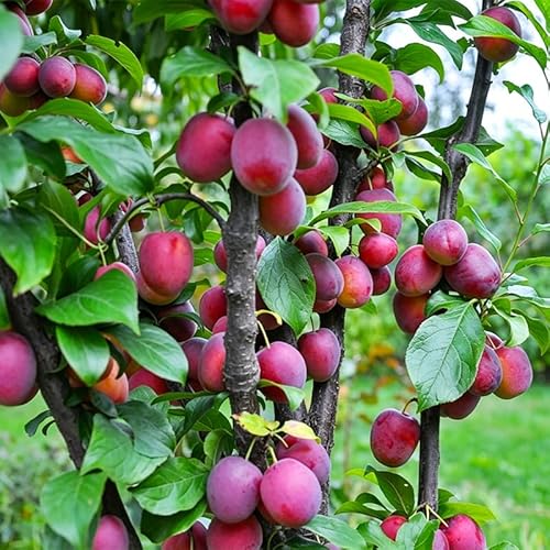 5Pcs Red Plum Seeds for Planting-Non-GMO Heirloom Plant Tree Seeds Garden Outdoor