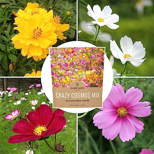 Cosmos Seeds Wildflower Mixture - Bulk 1 Ounce Packet - Over 5,000 Seeds - Pink, Yellow, Orange, Red, Purple and White Mixed Species! by SWEET YARDS - Used condition - Image 9