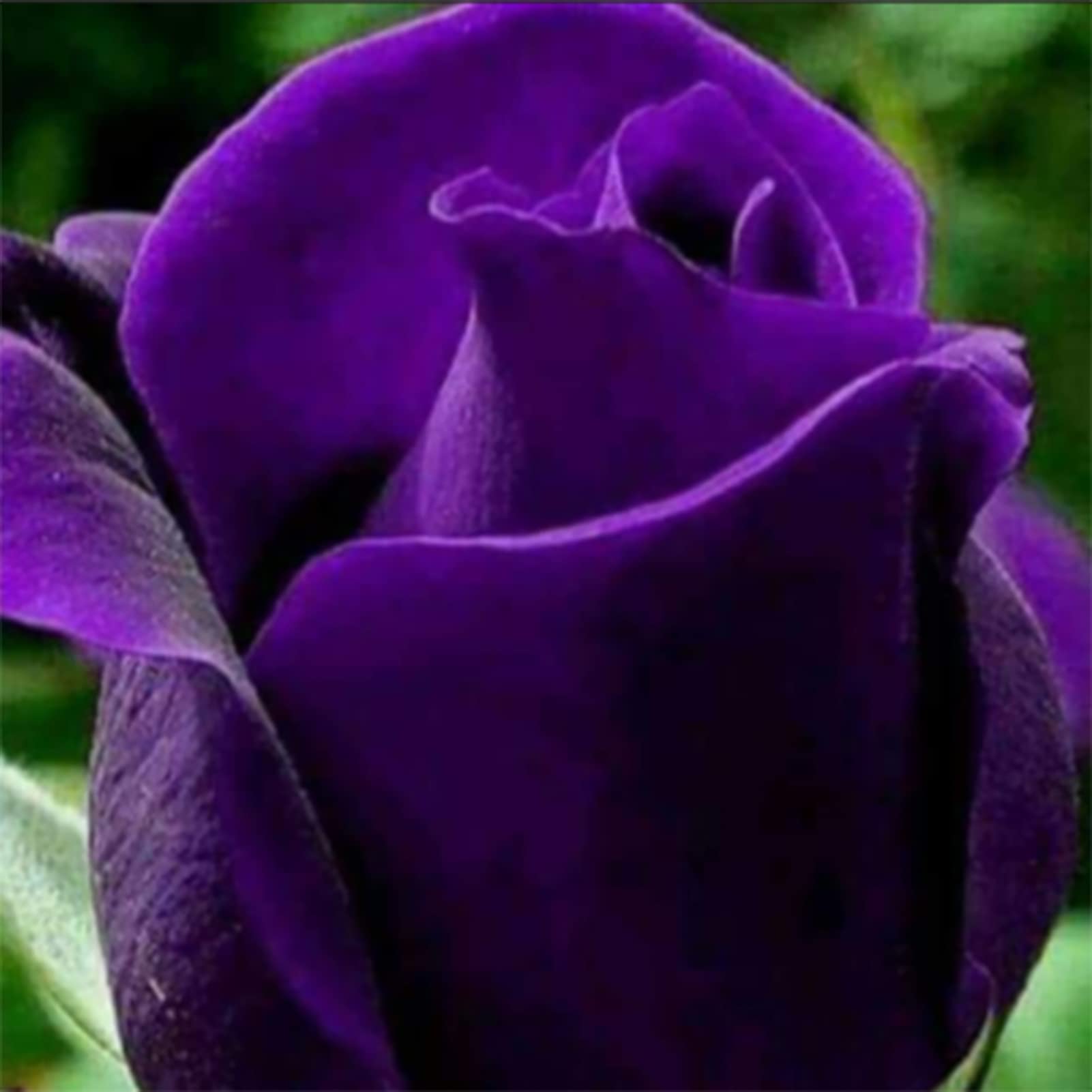 Semi Di Rosa Arcobaleno - 100 Semi Per Giardino, Balcone O Interni, Fiori Profumati E Colorati - Foto 12