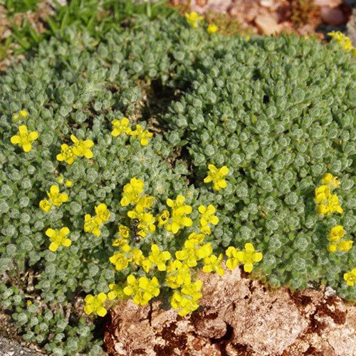 Plant World Seeds - Draba Ventosa Seeds (Perennial Flower Seeds)