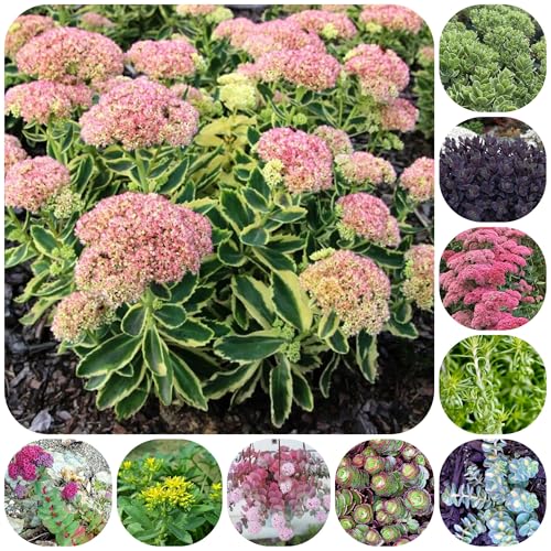 semi di sedum - copertura terreno semi di giardino biologici rare decorazione da giardino per esterni per luoghi soleggiati 200pcs