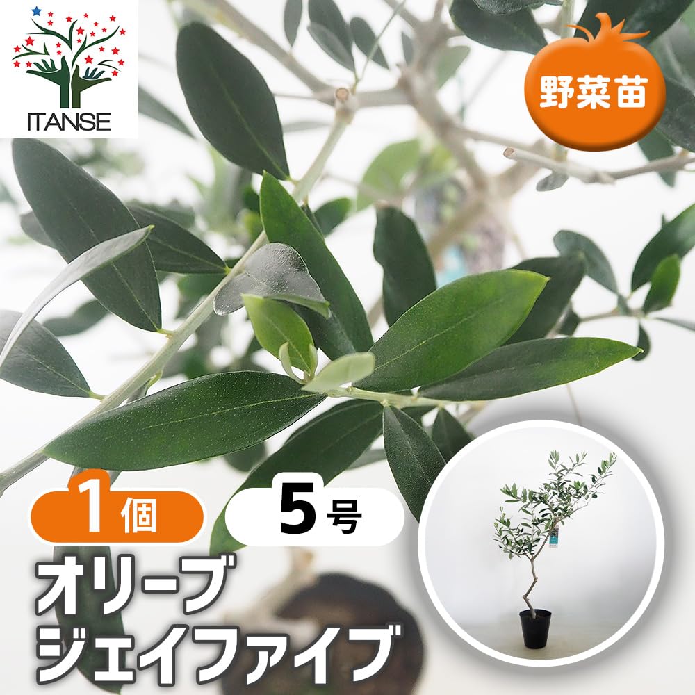 Amazon.co.jp: ITANSE オリーブの苗木 ジェイファイブ 5号 1個