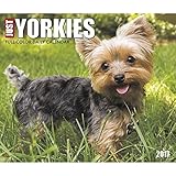 Just Yorkies 2017 Box Calendar (Dog Breed Calendars)